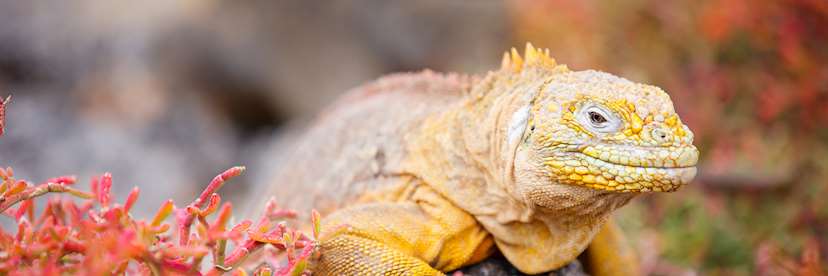 Galapagos Islands Wildlife Travel Guide Audley Travel