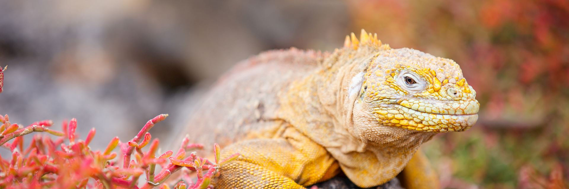Land iguana, the Galapagos Islands