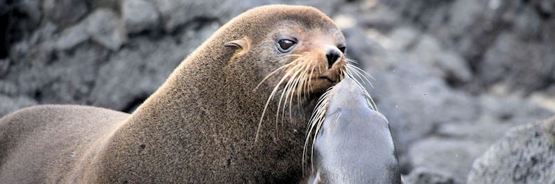Fur seal and pup