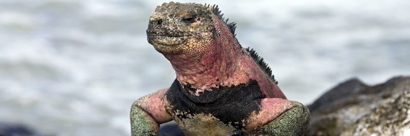Marine iguana
