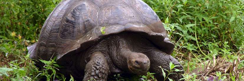Galapagos Islands Wildlife Travel Guide Audley Travel