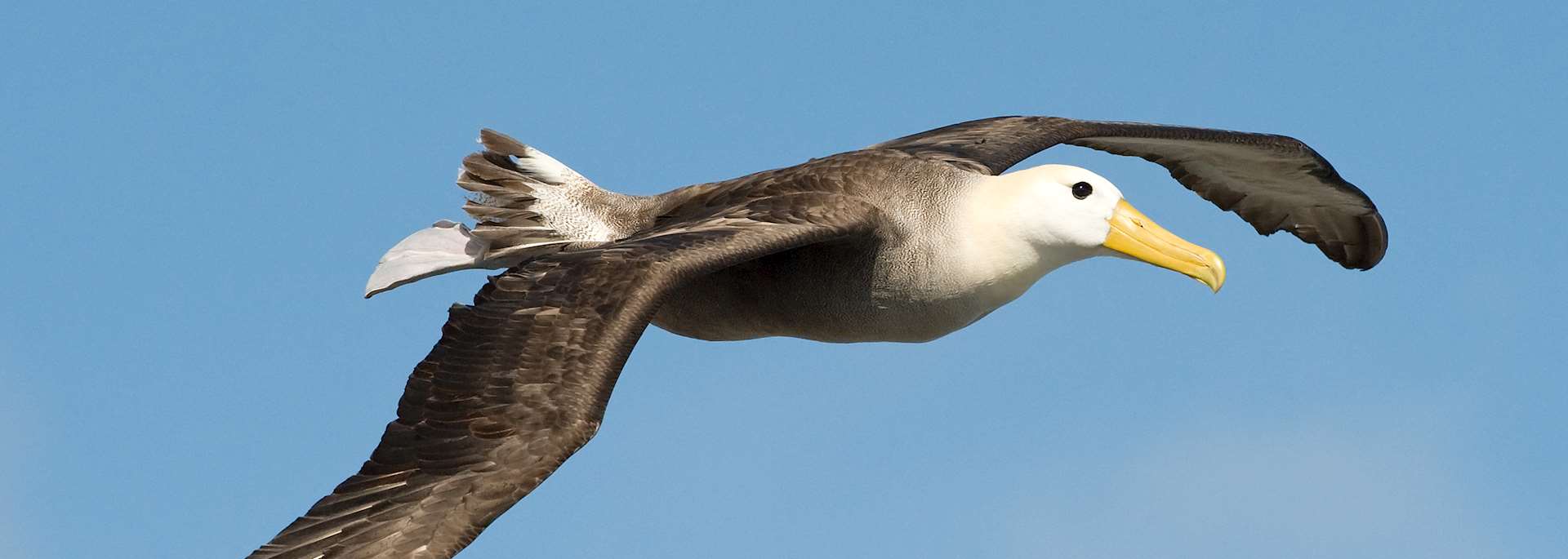 Waved albatross