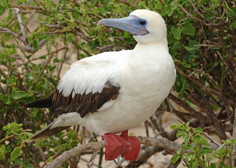 Red-footed booby