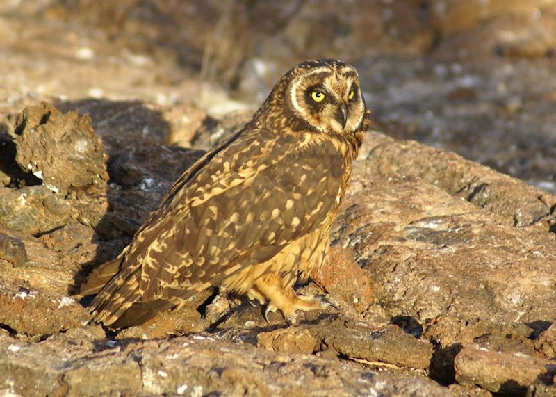 Short-eared owl