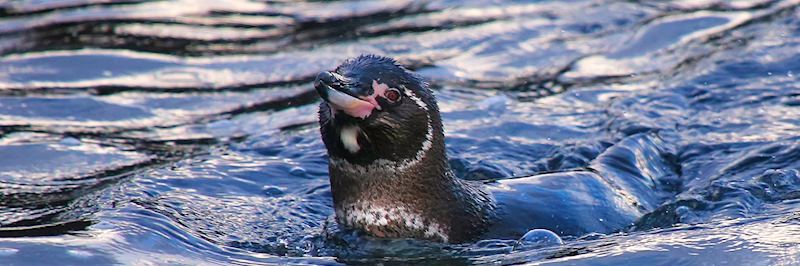 Galapagos penguin, Bartolomé Island