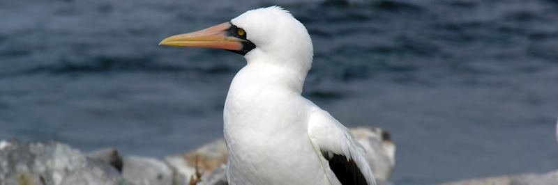 Masked booby