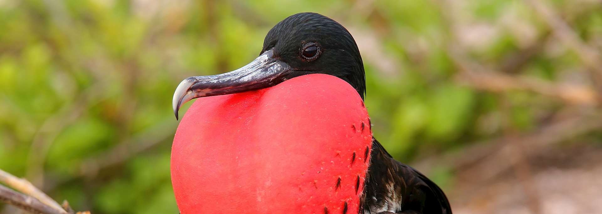 Frigatebird in the Galapagos