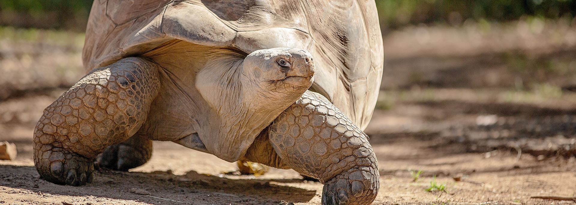 Giant tortoise in the Galapagos