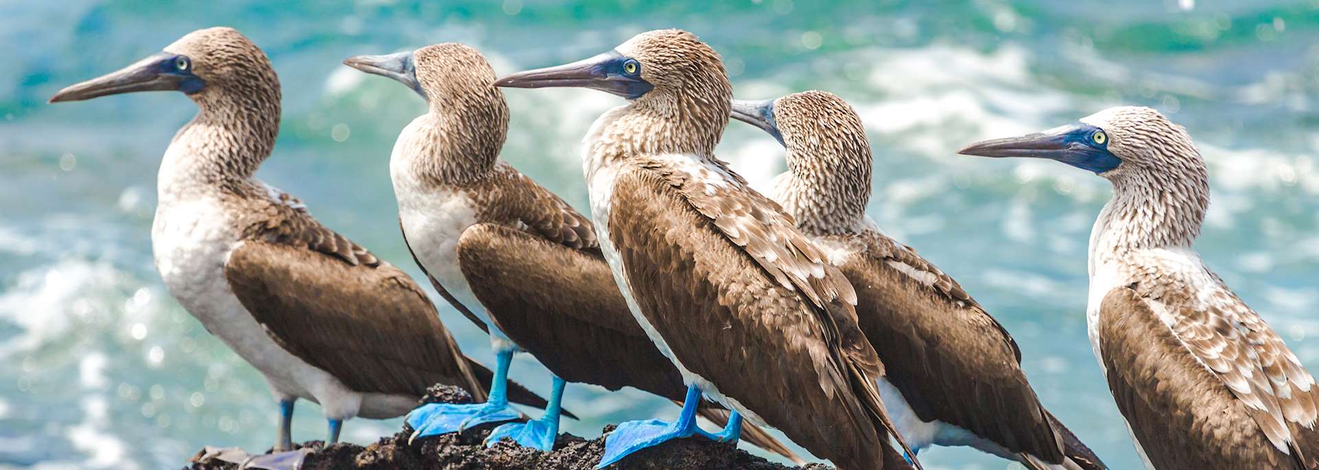 Blue-footed boobies