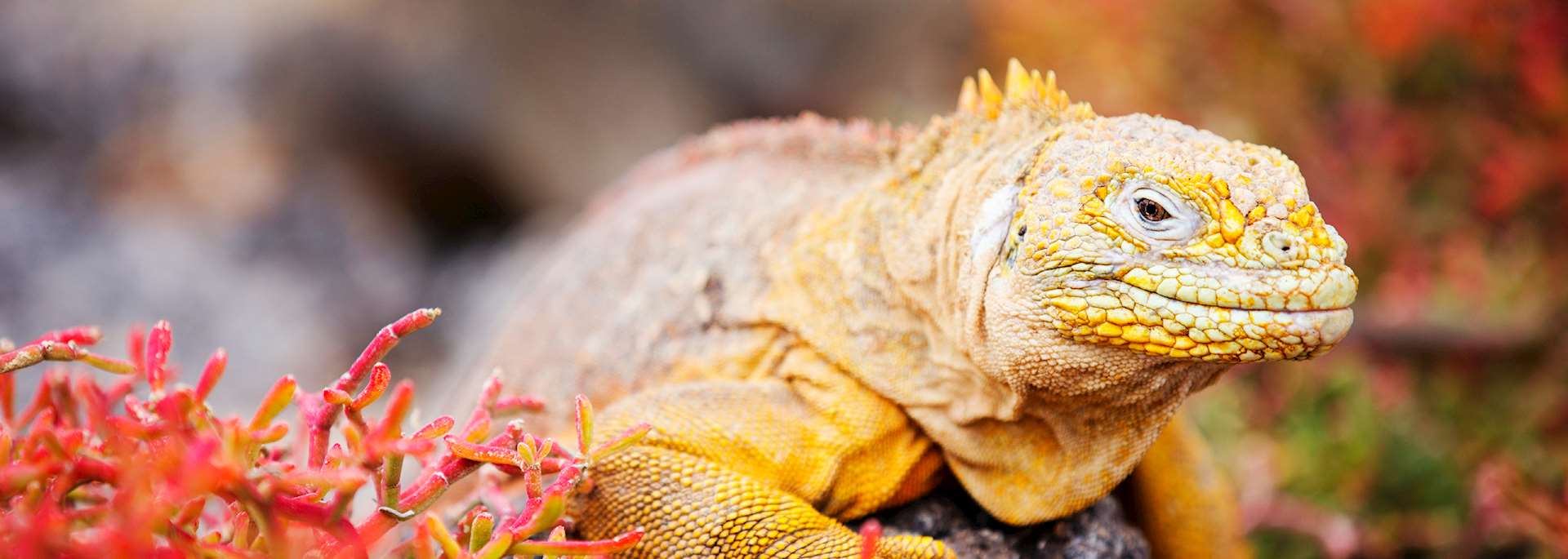 Land iguana, Galapagos Islands