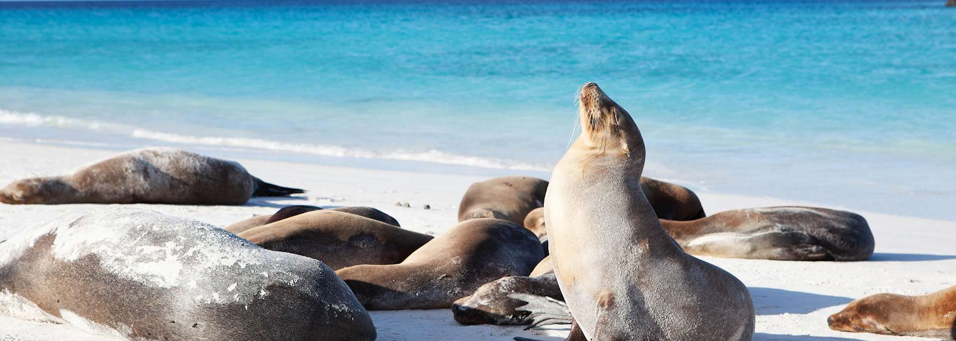 Galapagos sea lions
