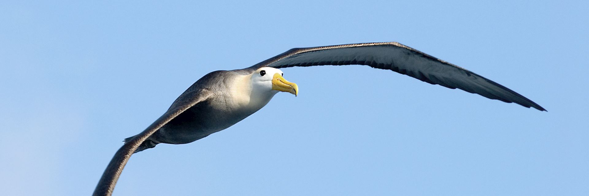 Albatros, the Galapagos islands