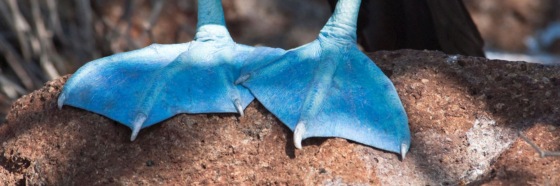 Blue-footed boobie, Galapagos Islands