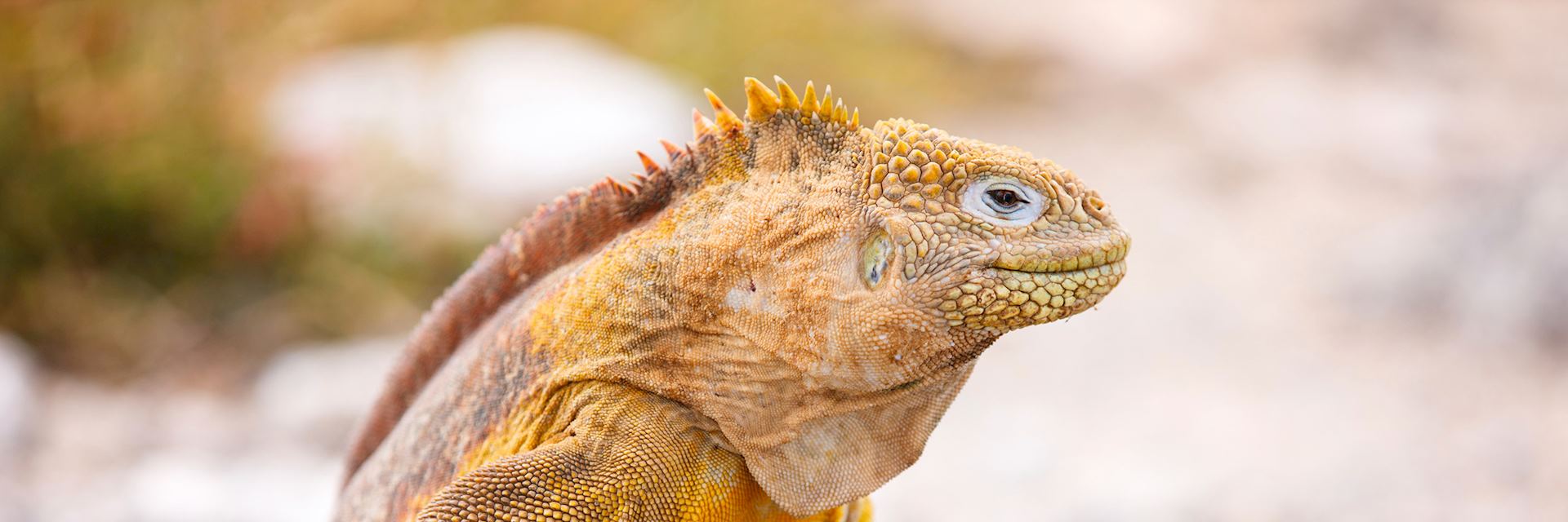 Land iguana, the Galapagos Islands