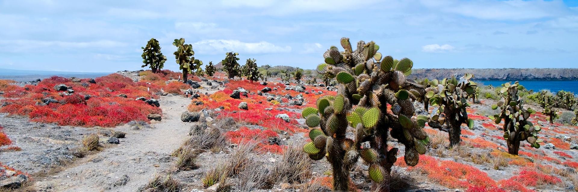 South Plaza Island, the Galapagos Islands