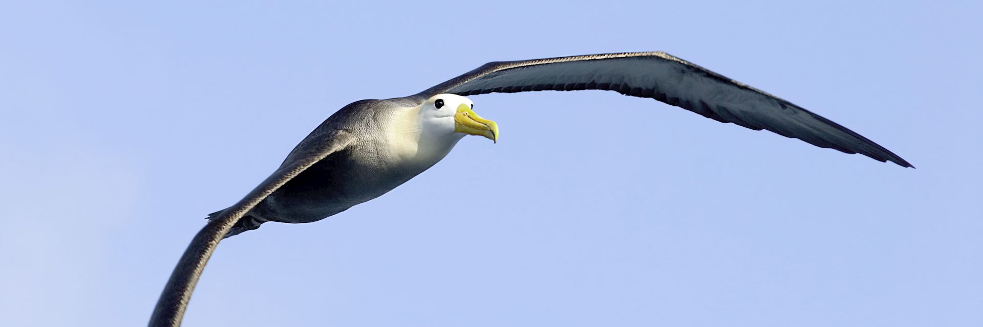 Albatros, the Galapagos islands