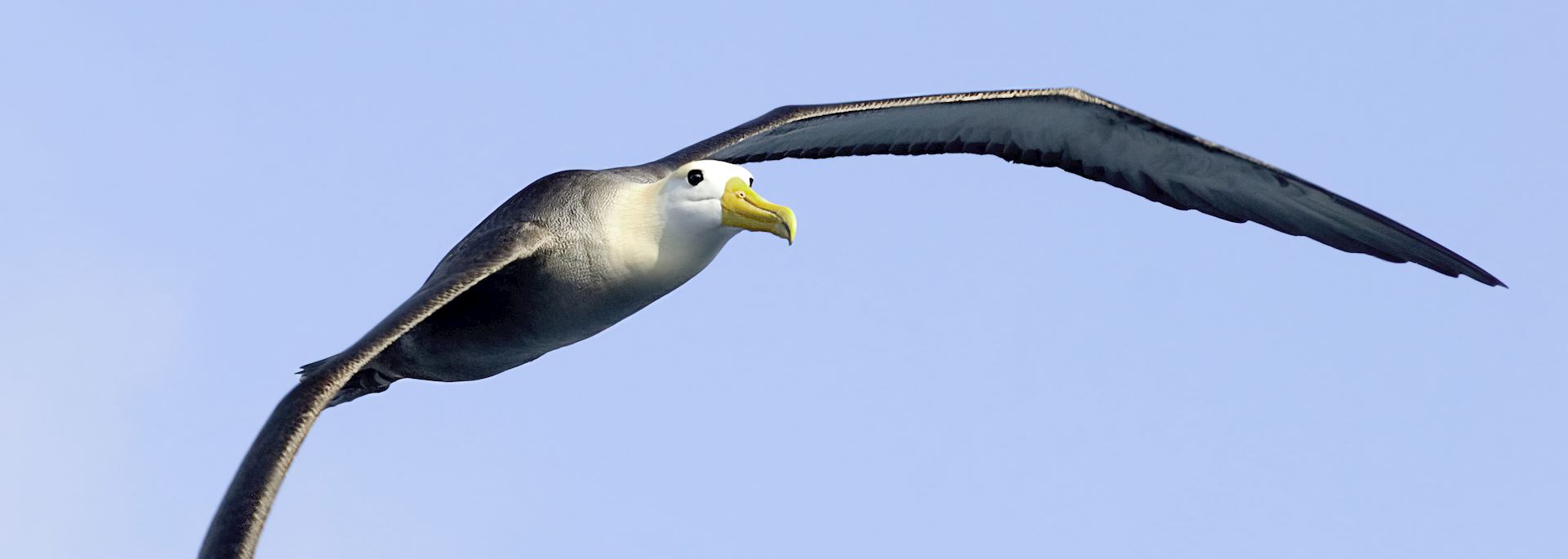 Albatros, the Galapagos islands