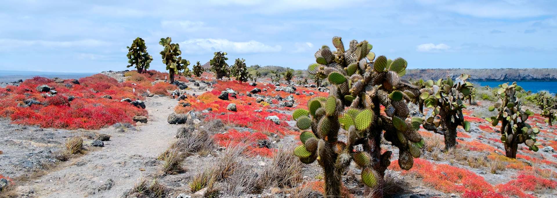 South Plaza Island, the Galapagos Islands