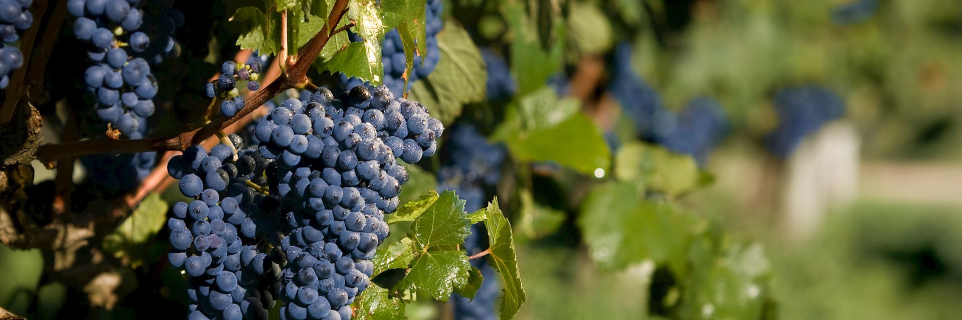 Vineyard near Carmelo