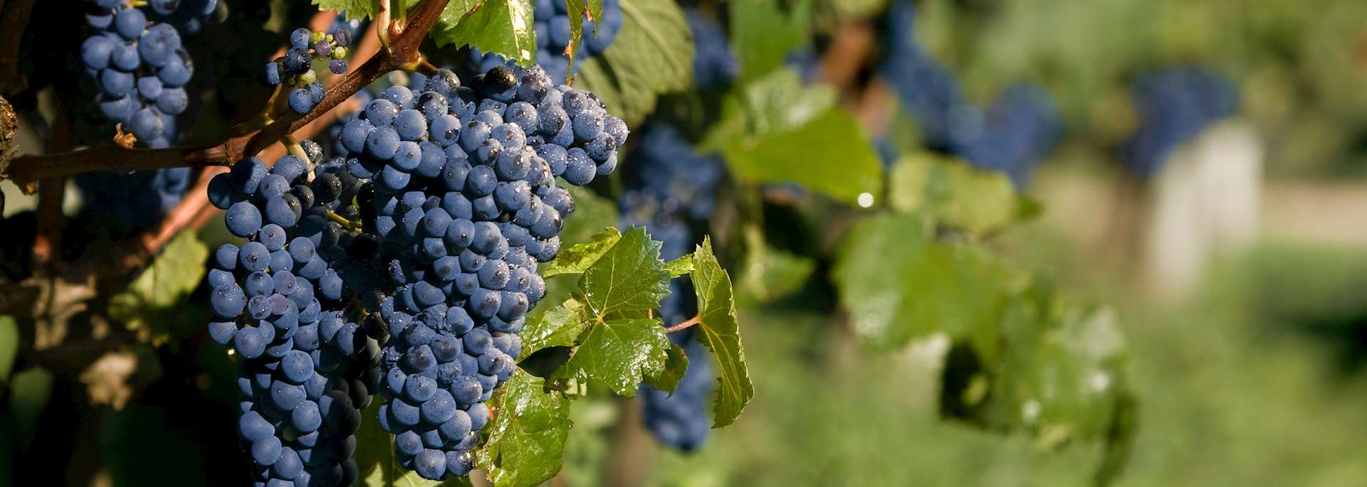 Vineyard near Carmelo