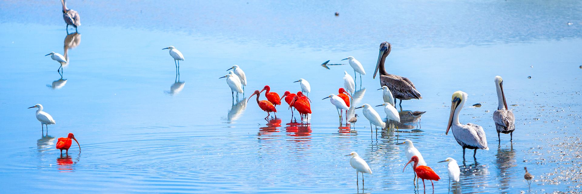 Tropical birds on Venezuela's Caribbean coast