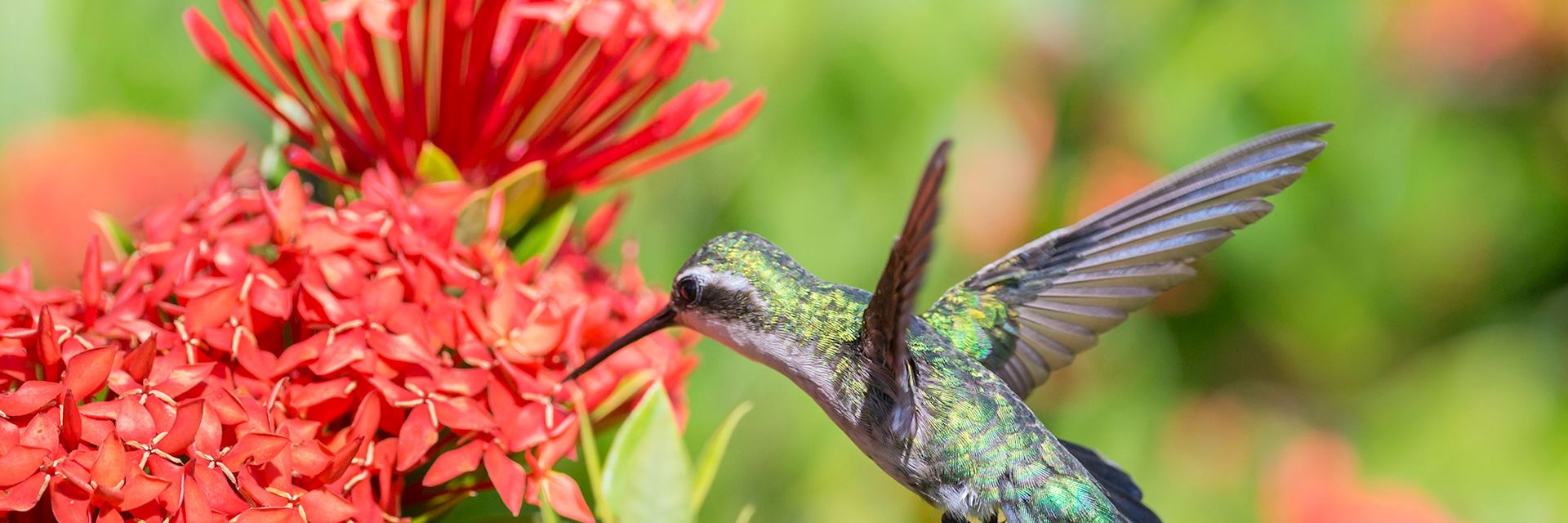 Blue-tailed emerald hummingbird, Venezuela