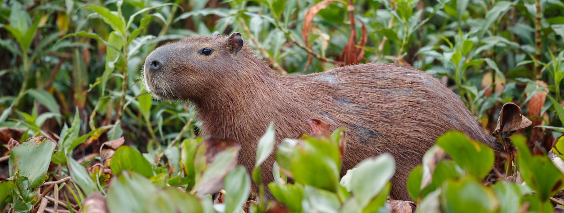 Capybara, Llanos region