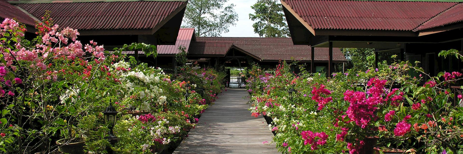 Abai Jungle Lodge, Kinabatangan River