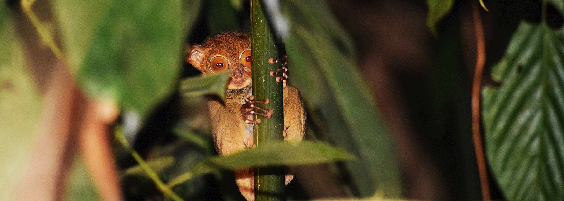 Tarsier, Danum Valley