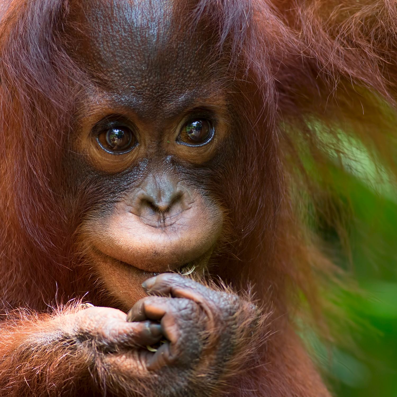 Baby orangutan at Sepilok