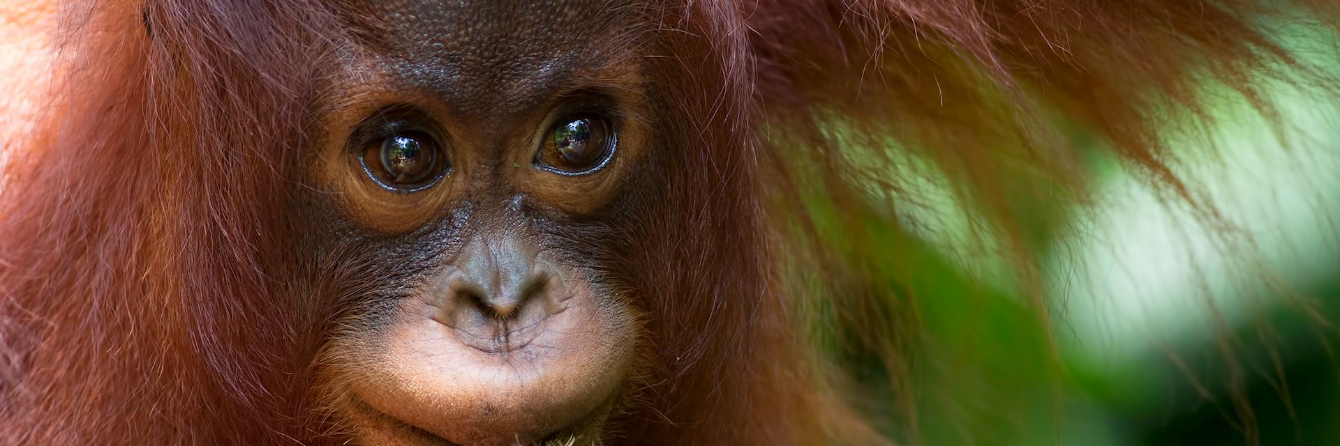 Baby orangutan at Sepilok