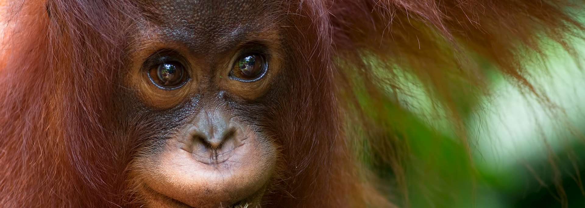 Baby orangutan at Sepilok