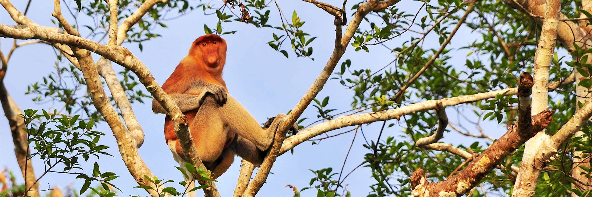 Proboscis monkey, Kinabatangan River