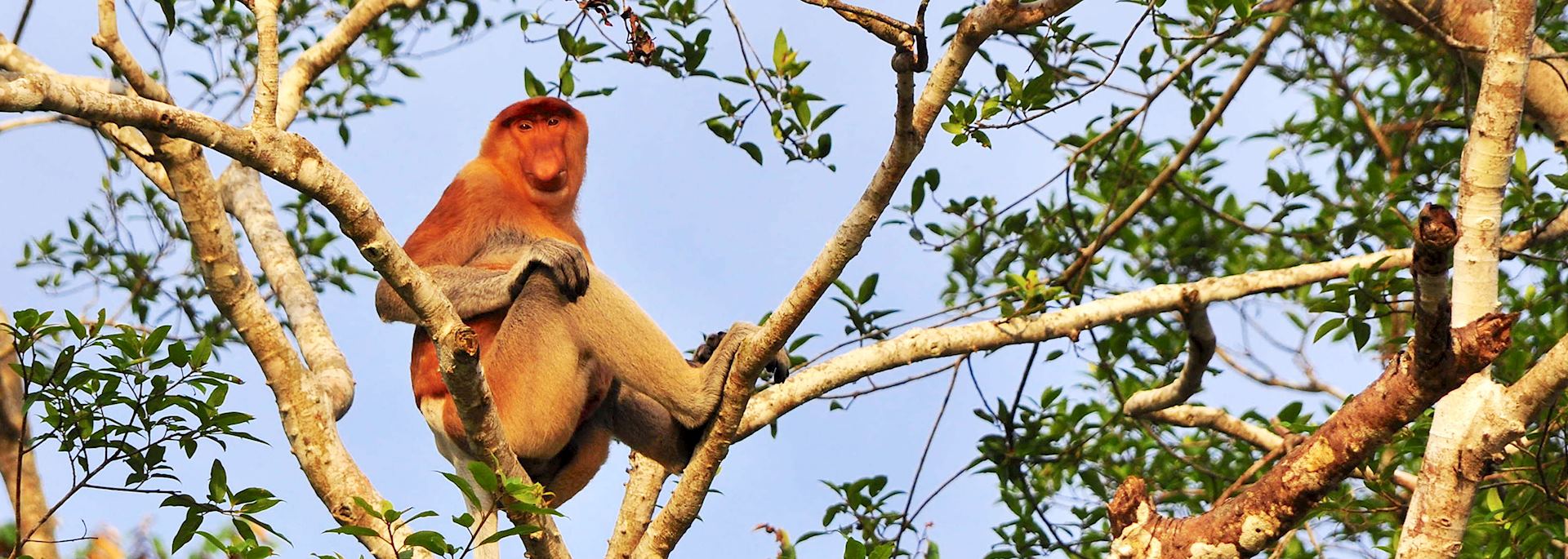 Proboscis monkey, Kinabatangan River