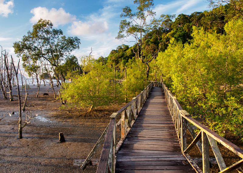 Mangroves in Bako National Park