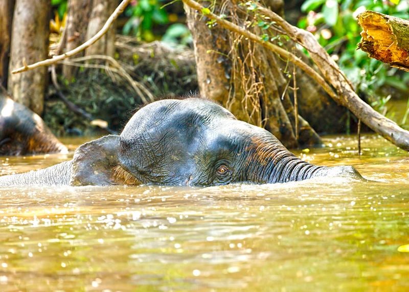 Pygmy elephant in the Kinabatangan River