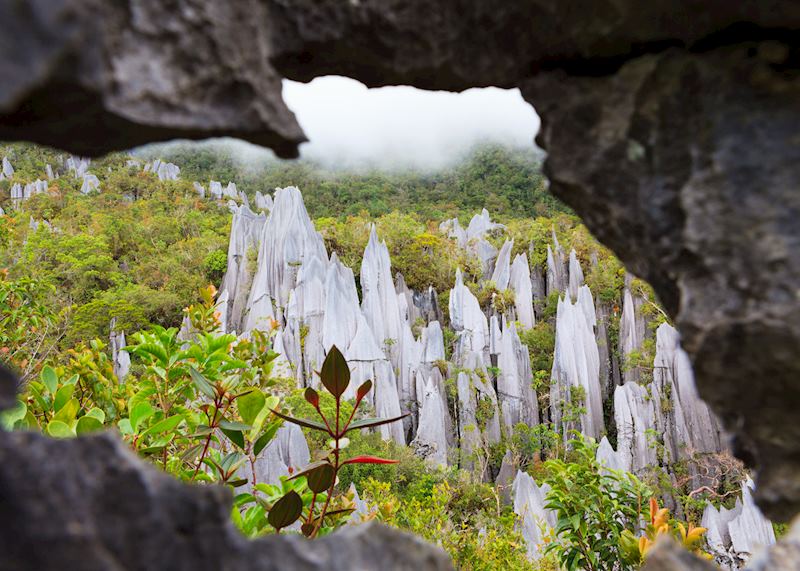 Limestone pinnacle formations in Mulu National Park