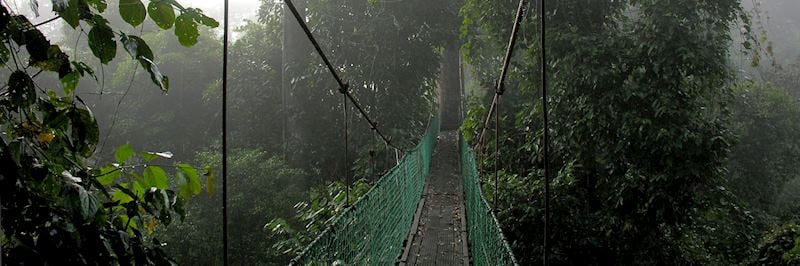Canopy walkway, Borneo Rainforest Lodge