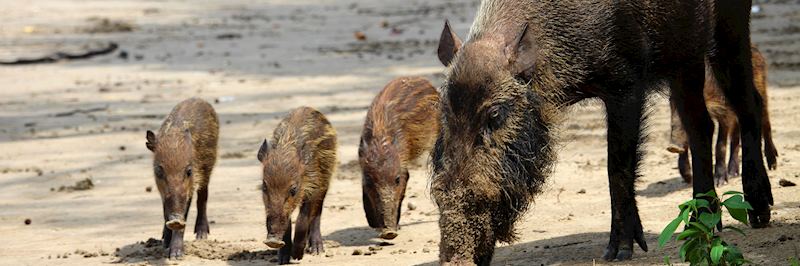 Bornean bearded pigs, Bako National Park