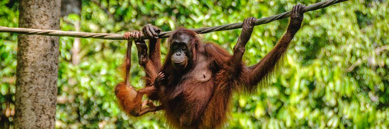 Orangutan, Sepilok