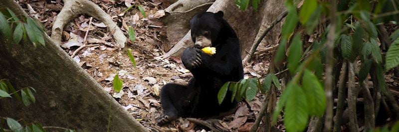 Sun bear, Sepilok