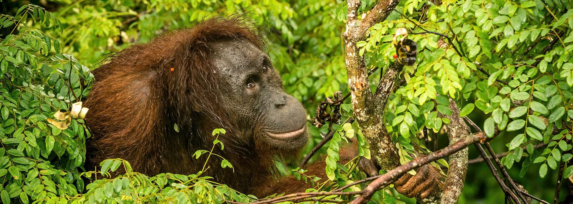 Orangutan, Borneo