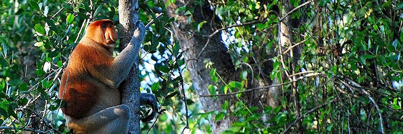 Proboscis monkey, Kinabatangan River