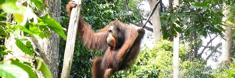 Sepilok Orangutan Sanctuary