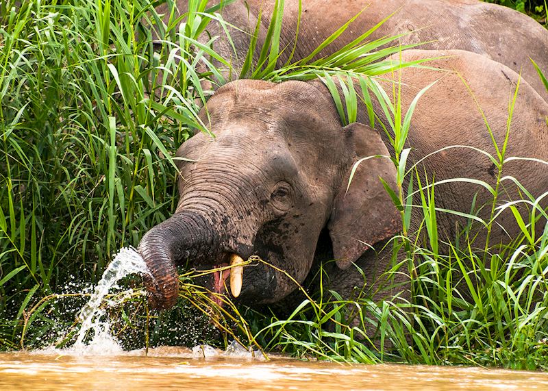 Pygmy elephants, Kinabatangan River