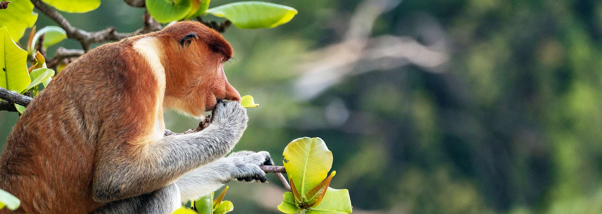 Proboscis monkey, Bako National Park