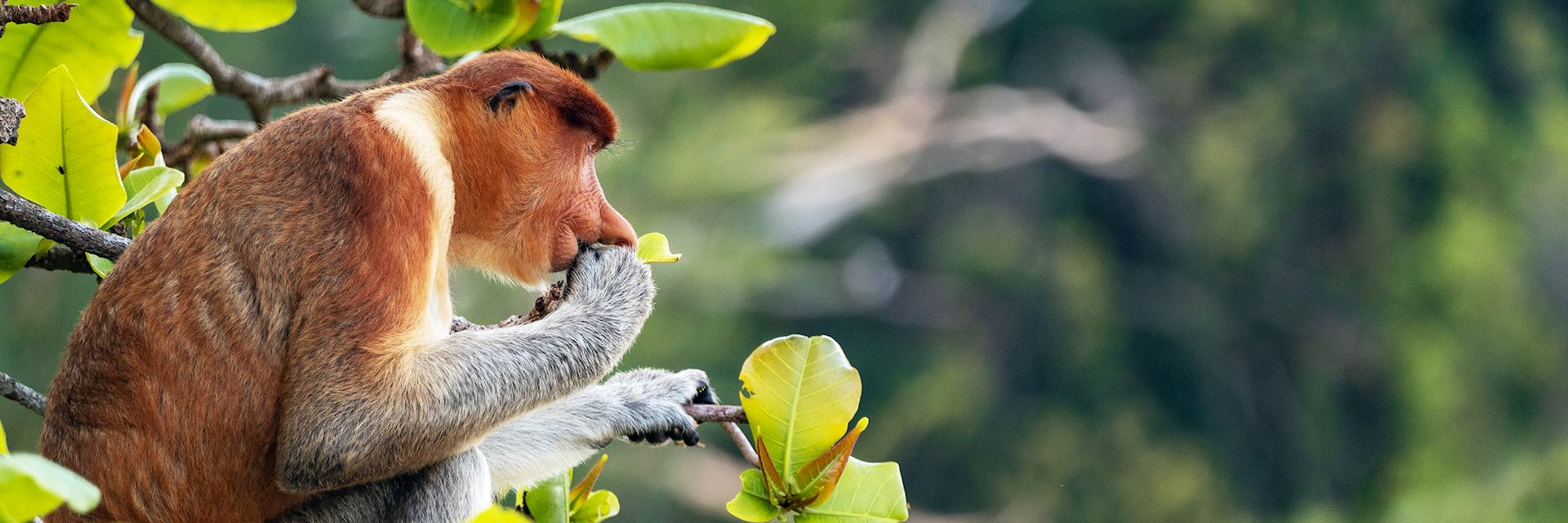 Proboscis monkey, Bako National Park