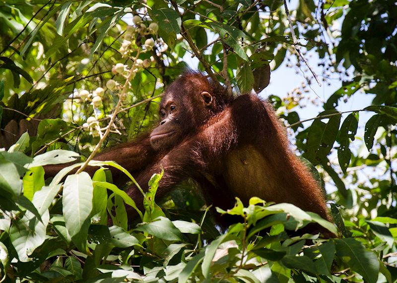 Proboscis monkey, Bako National Park