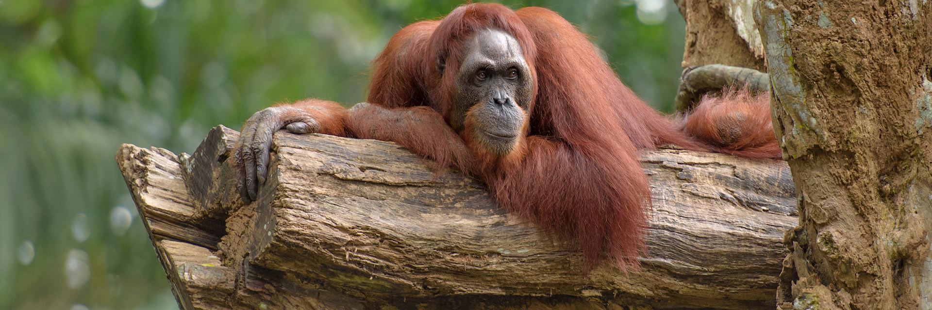 Male orangutan in the Tabin Wildlife Reserve