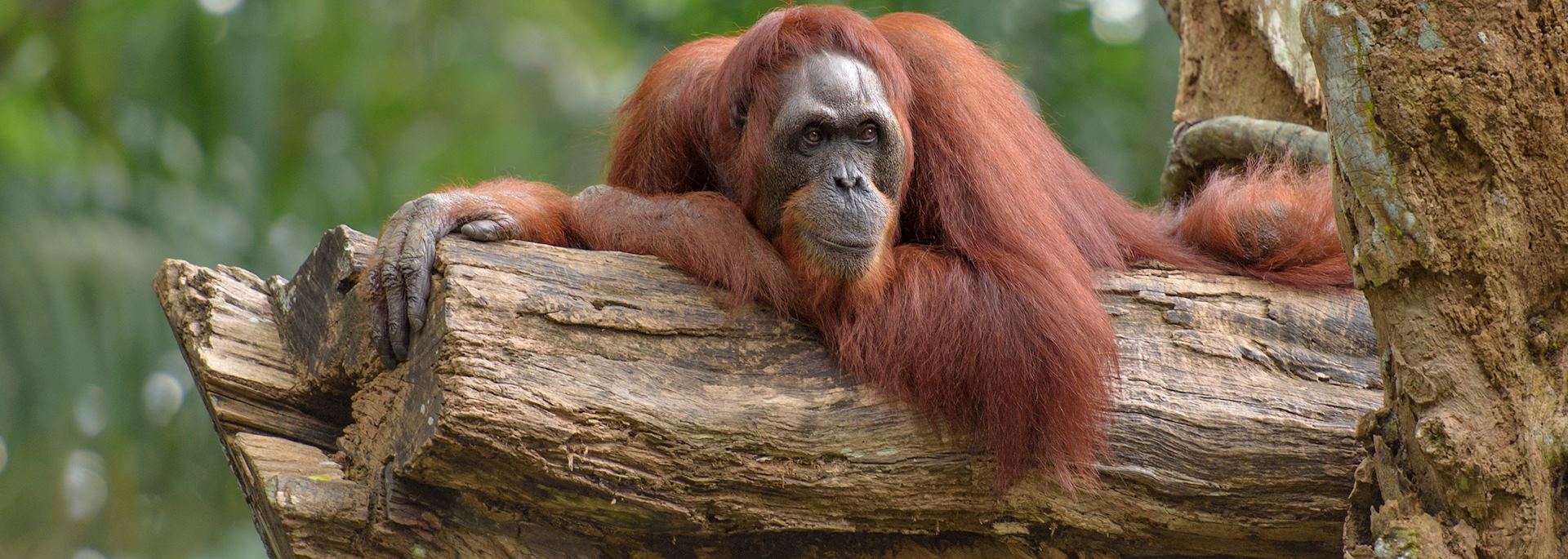 Male orangutan in the Tabin Wildlife Reserve